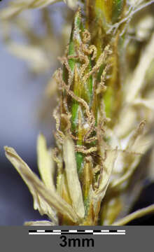 Image of quaking-grass sedge