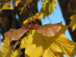 Image of Norway Maple