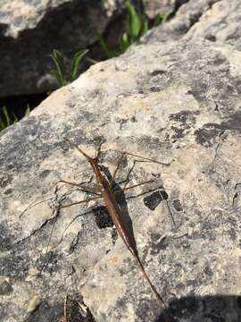 Image of Brown Waterscorpion