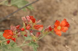 Image of Munro's globemallow