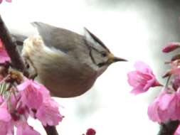 Image of Formosan Yuhina