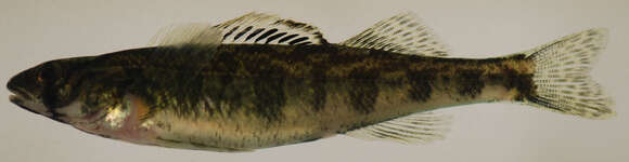 Image of Shield Darter