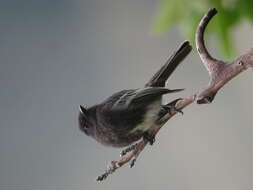 Imagem de Sayornis nigricans (Swainson 1827)