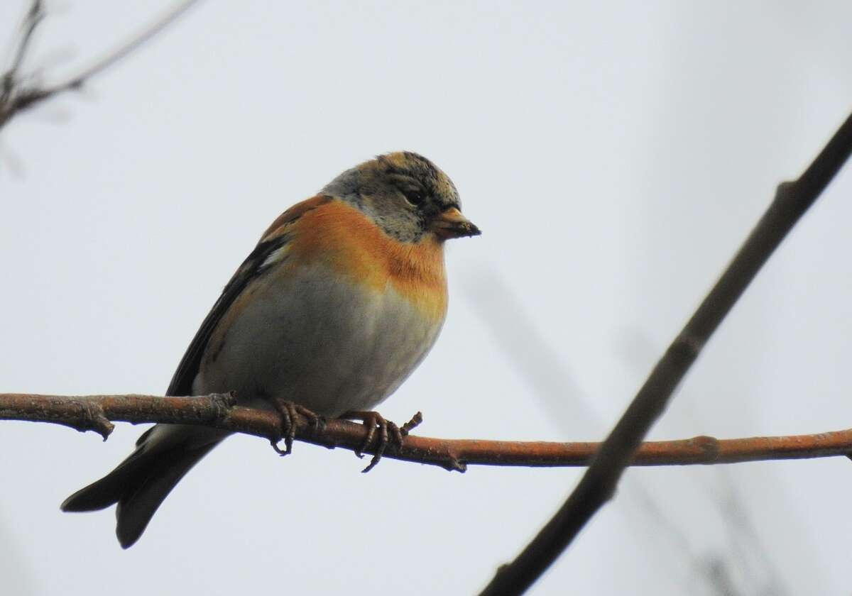 Image of Brambling