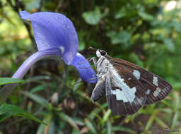 Plancia ëd Achetaria azurea (Linden) V. C. Souza