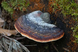 Image of Red-banded bracket