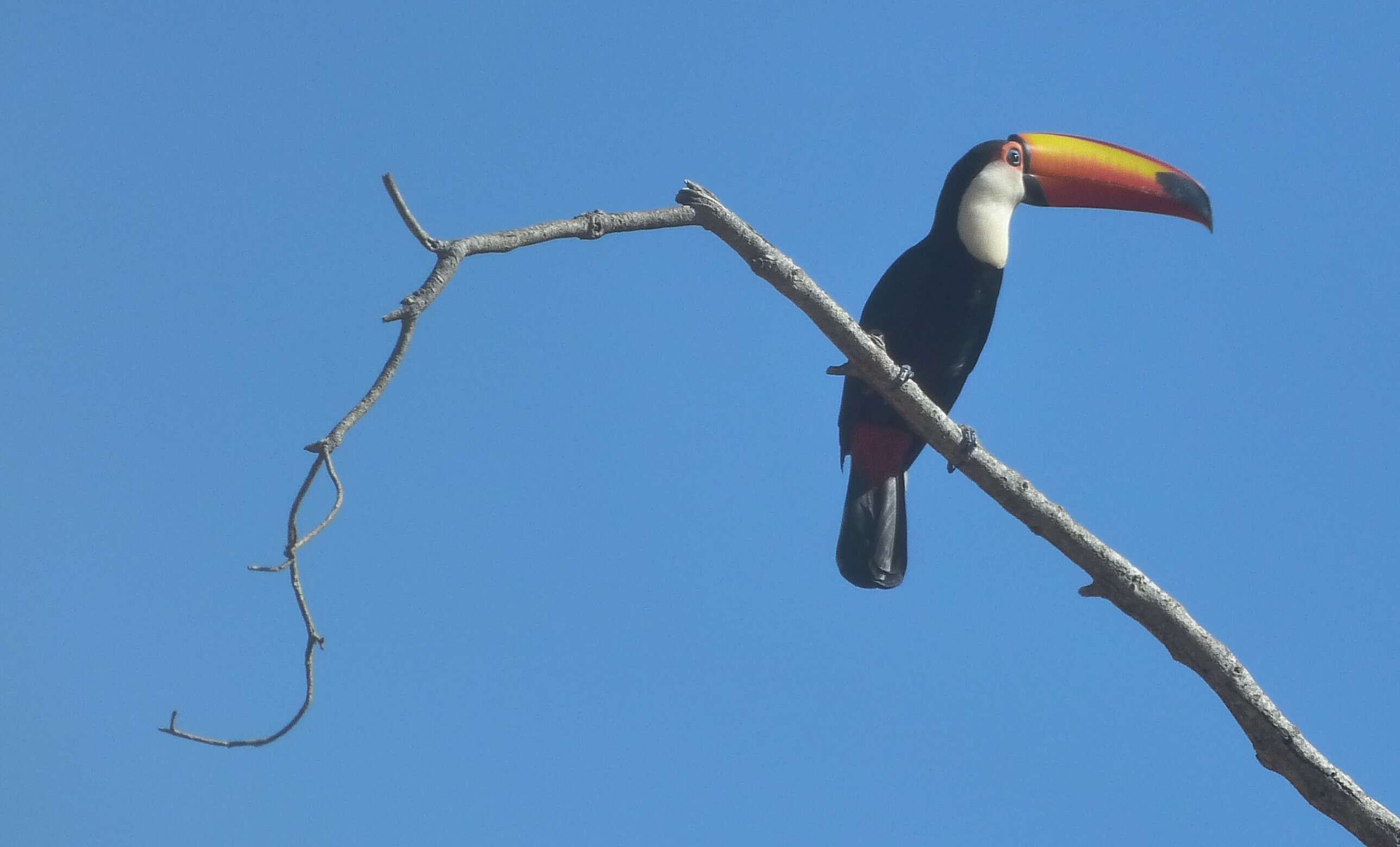 Image of Toco Toucan