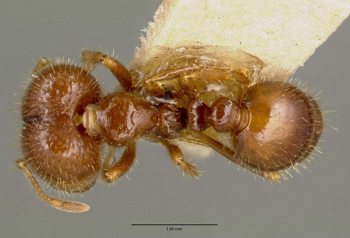 Solenopsis geminata (Fabricius 1804) resmi