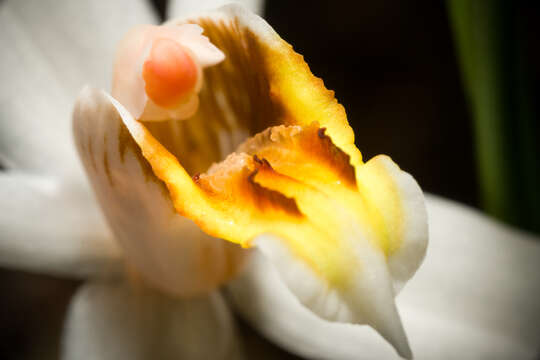 Image of Coelogyne viscosa Rchb. fil.