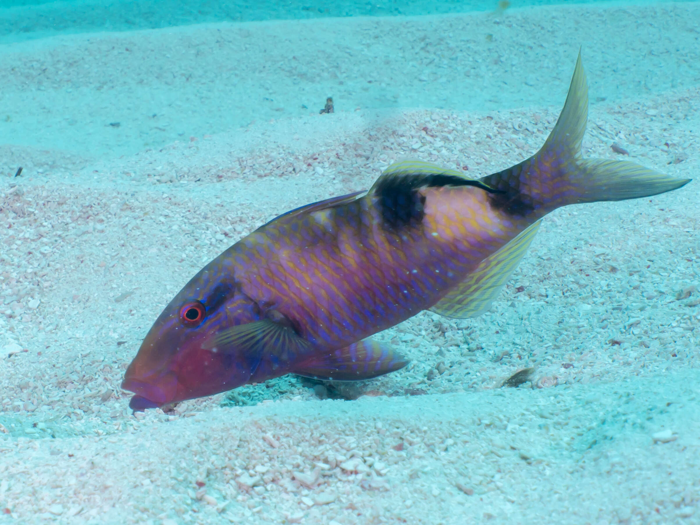 Image of Banded Goatfish