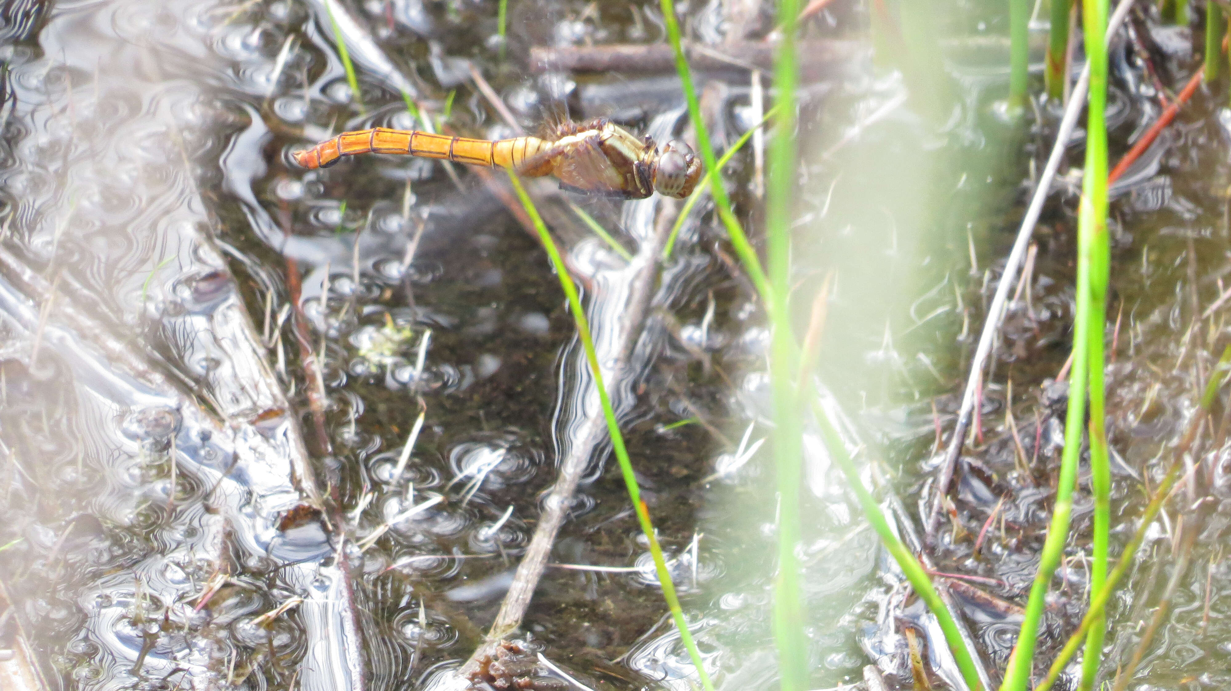 Image of Orthetrum villosovittatum (Brauer 1868)