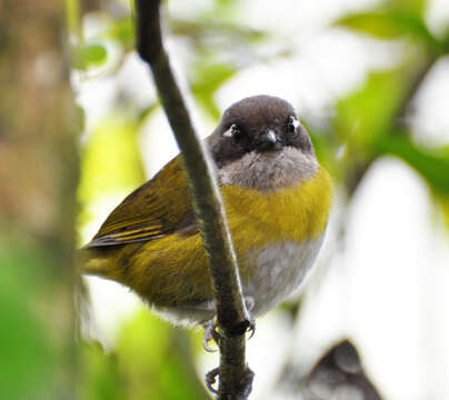 Image of Common Bush Tanager