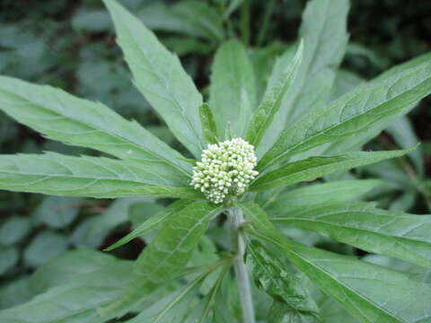 Image of danewort, dwarf elder