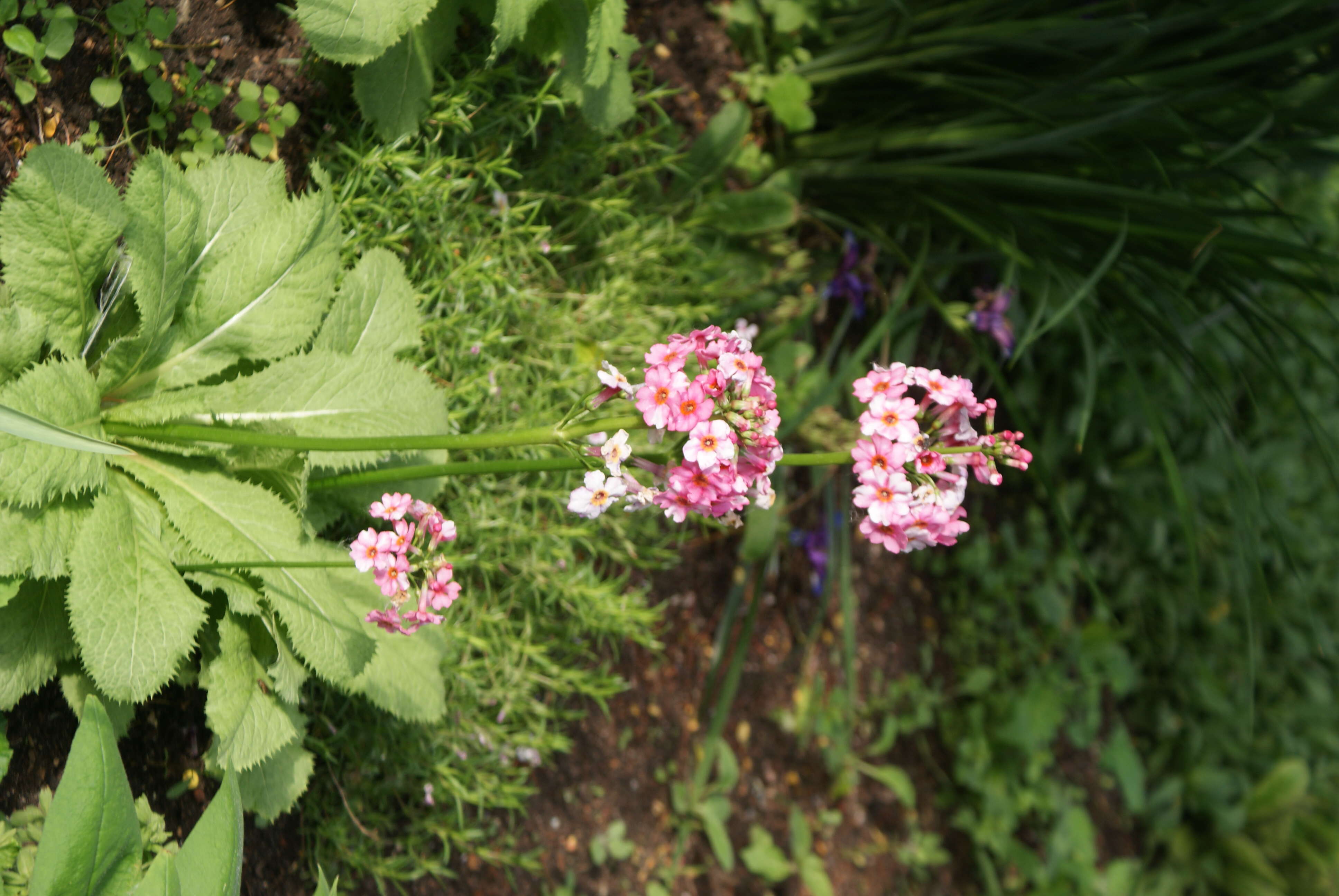 Plancia ëd Primula japonica A. Gray