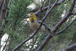 Image of Hermit Warbler