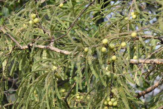 Image de Amla