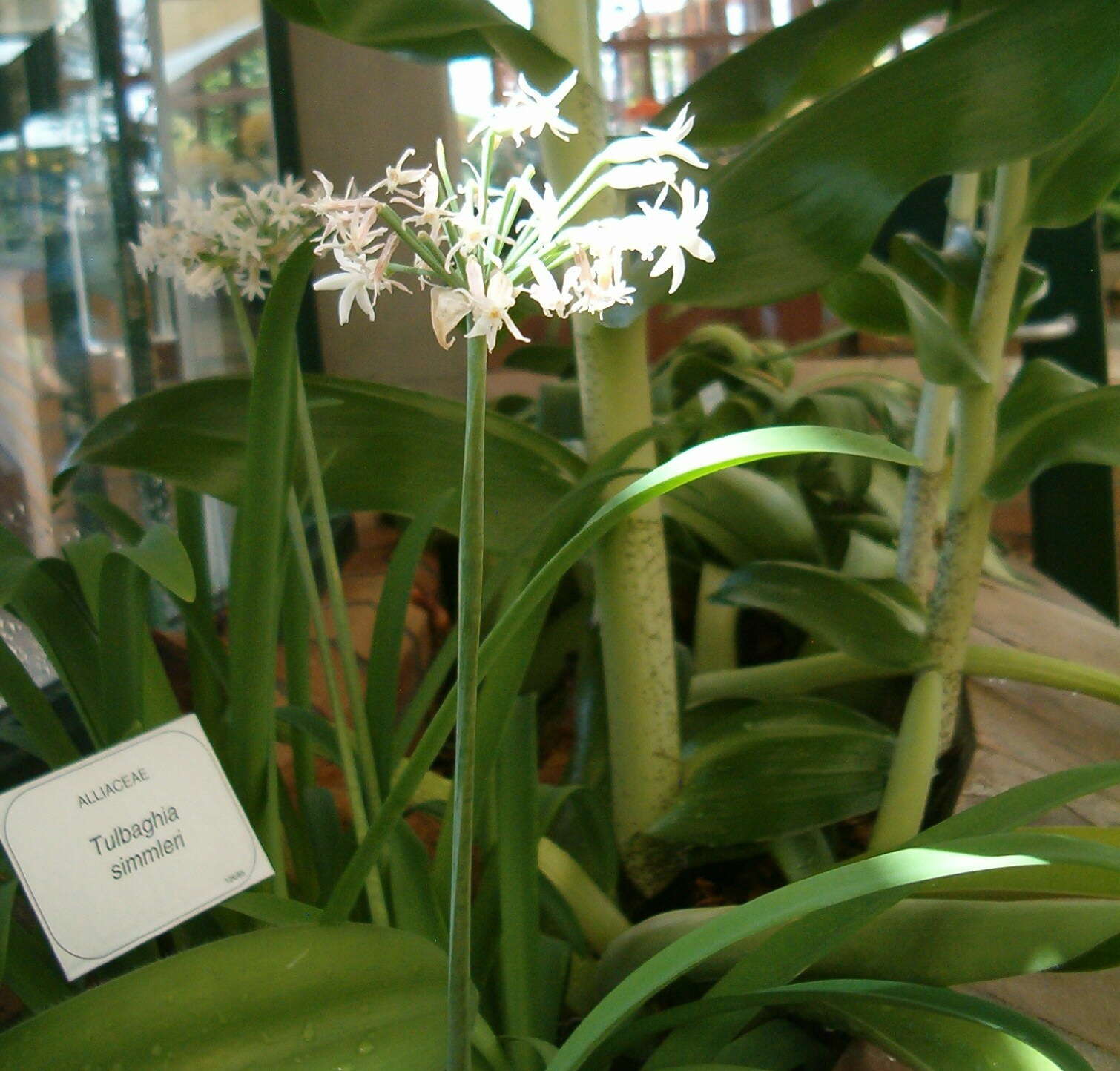 Image of Pink Agapanthus