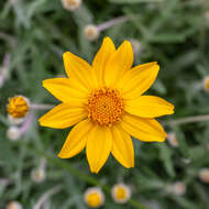 Image of Common Woolly Sunflower
