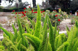 Image of Cwebe asparagus fern