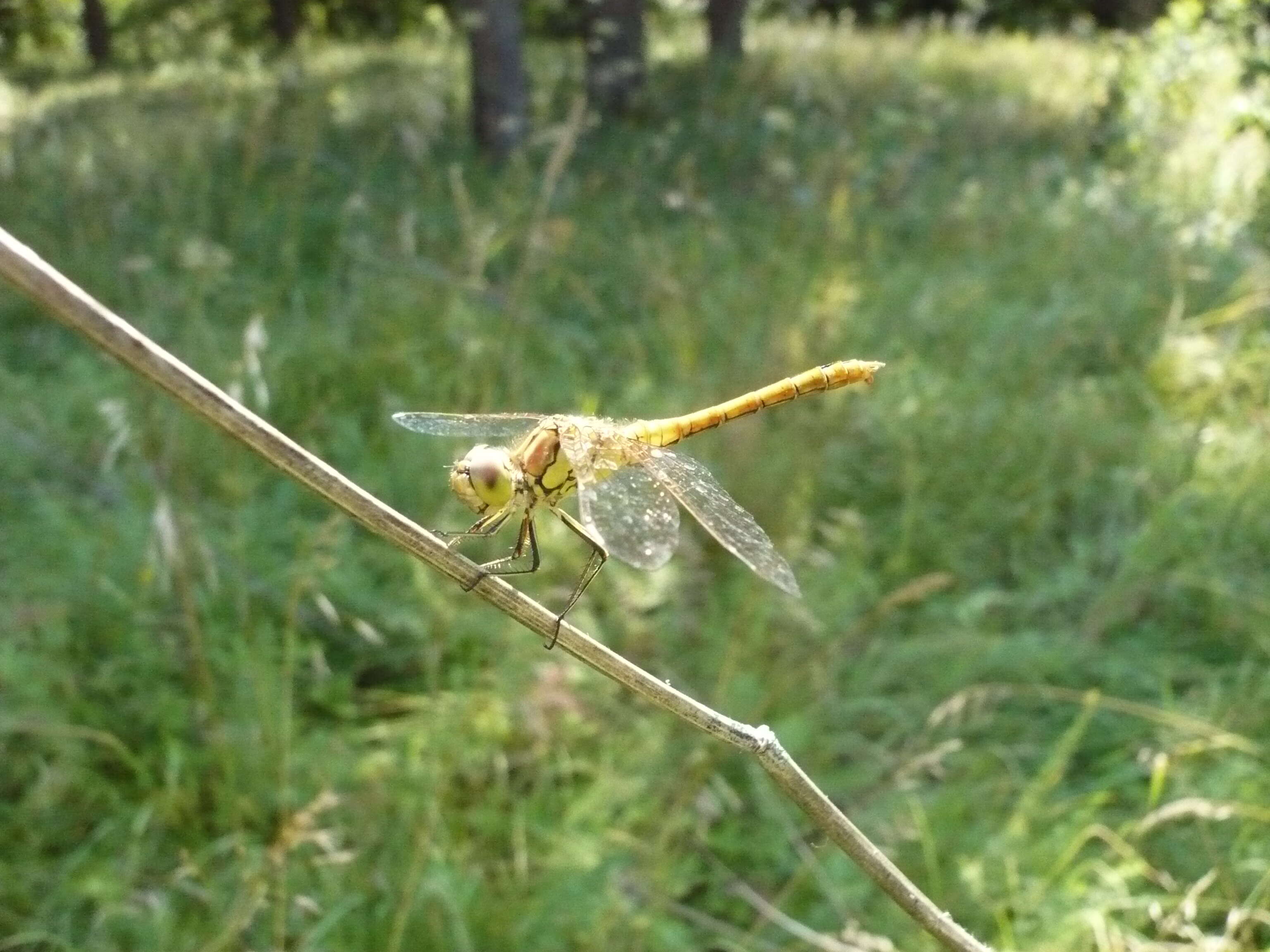 Image of Common Darter