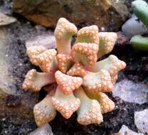 Imagem de Titanopsis hugo-schlechteri (Tisch.) Dinter & Schwant.