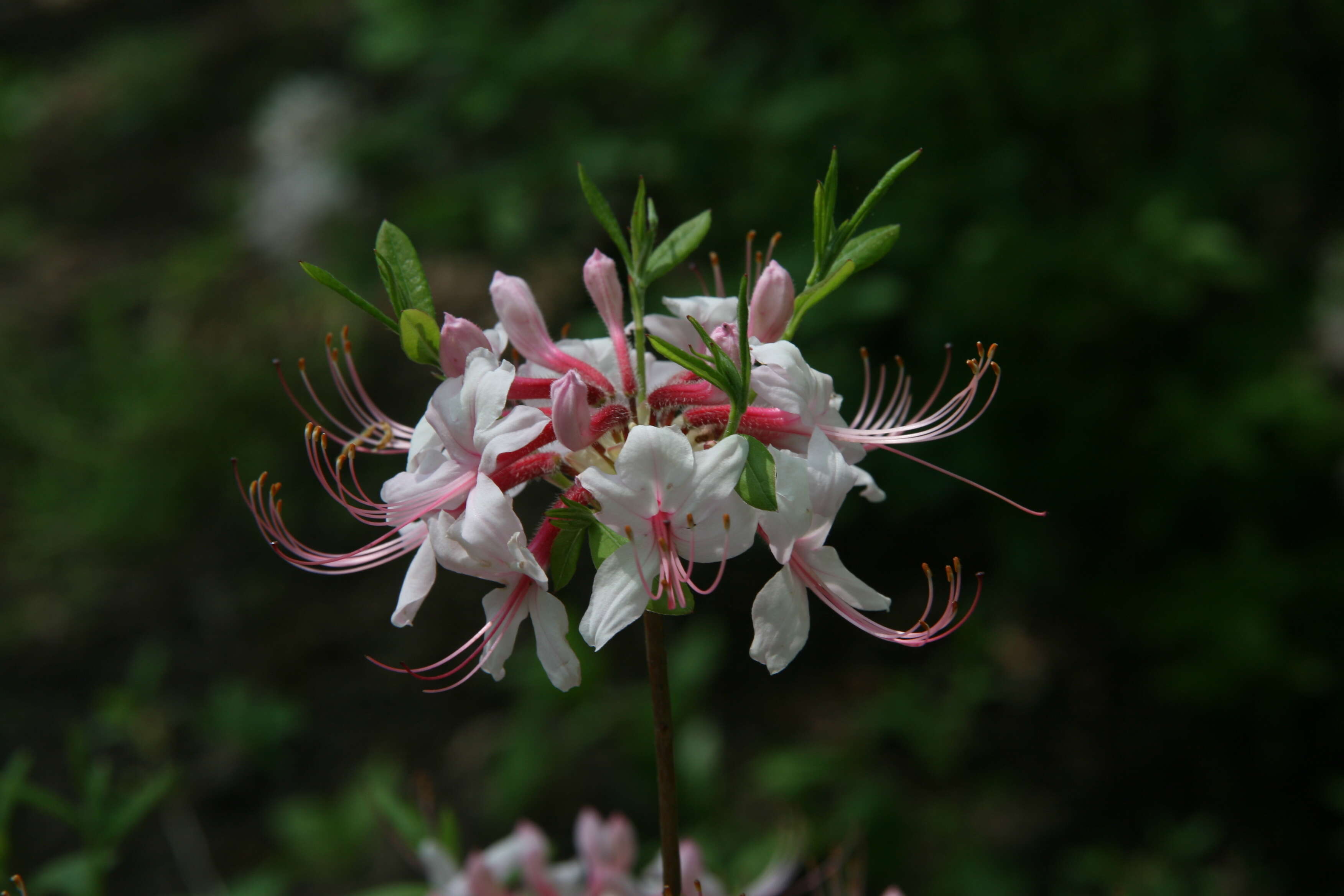 Image of pink azalea