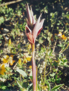 Image of Serapias bergonii E. G. Camus