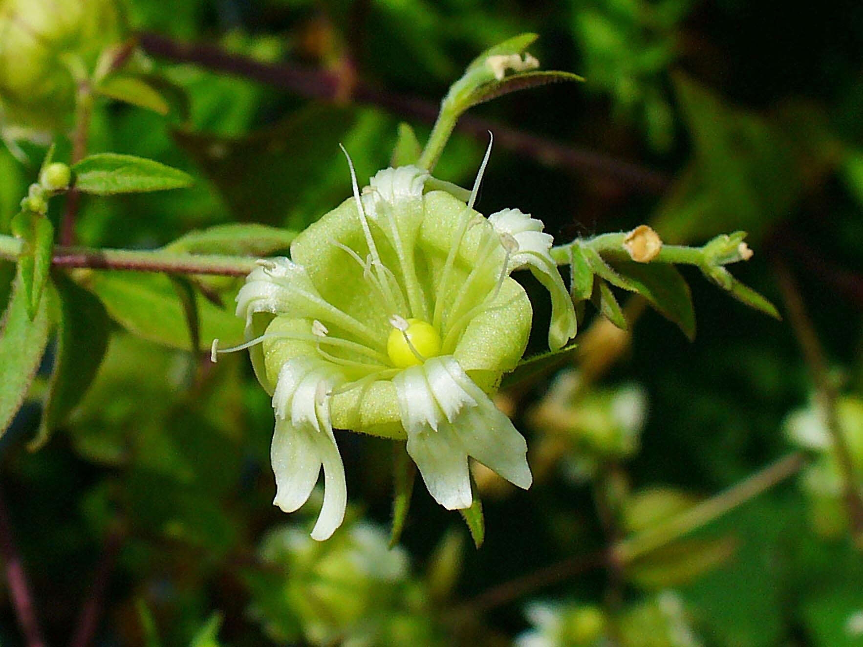 Слика од Silene baccifera (L.) Roth