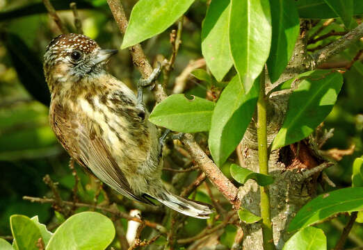 Image of Mottled Piculet