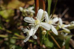 Image of Clematis glycinoides DC.