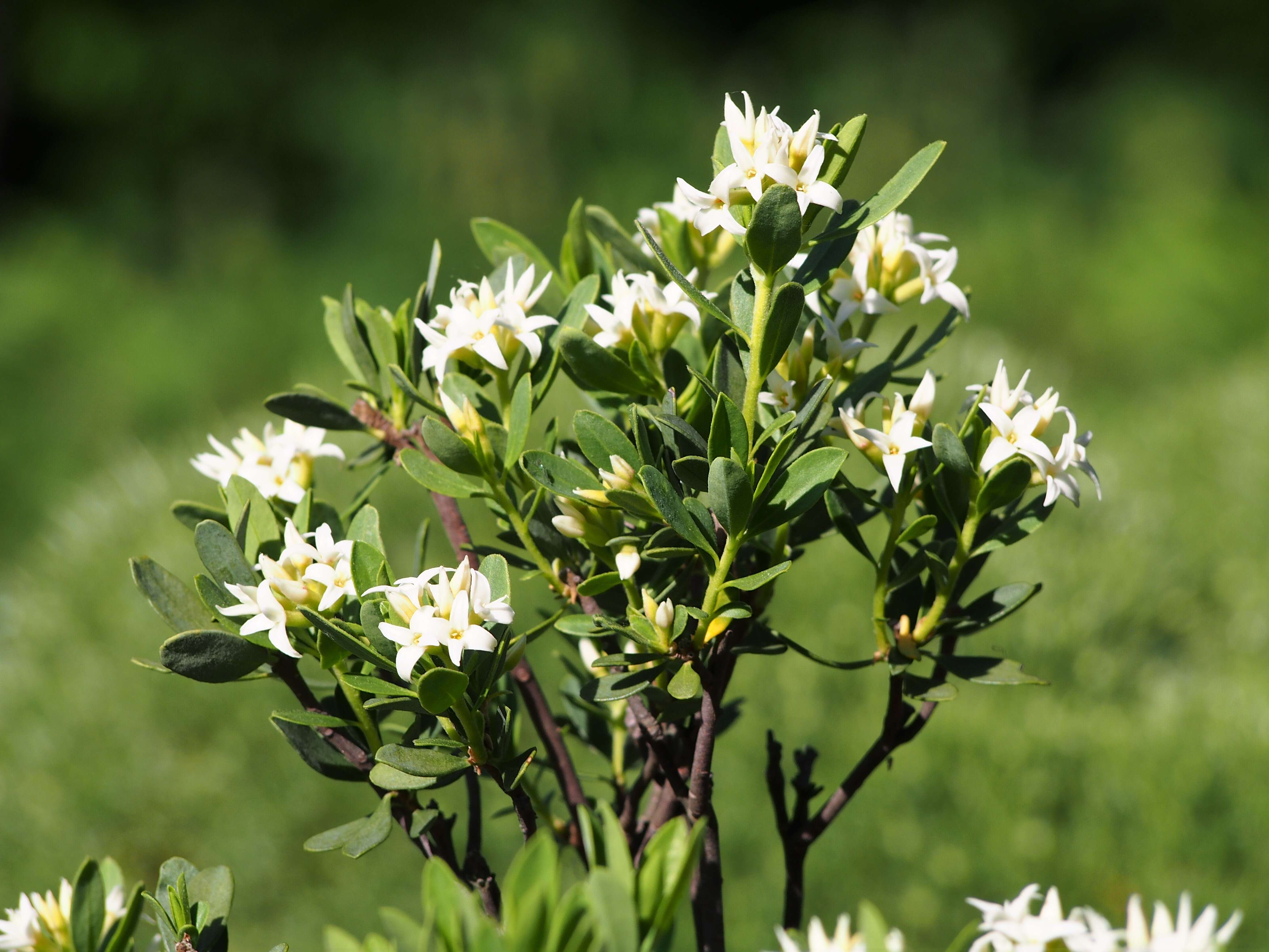 Image of Olive Daphne