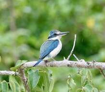 Image of Pacific Kingfisher