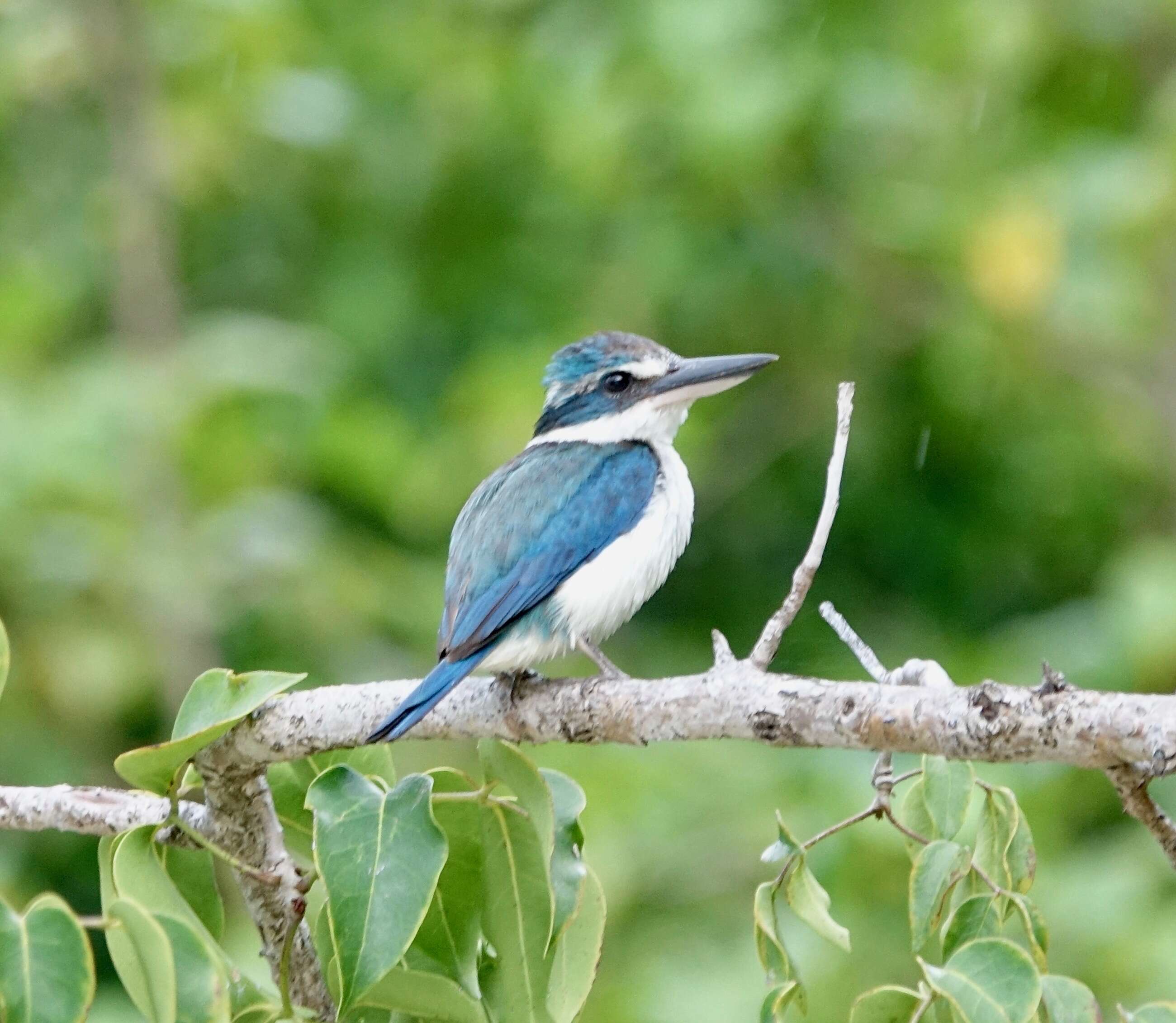 Image of Pacific Kingfisher