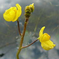 Image of Bladderwort