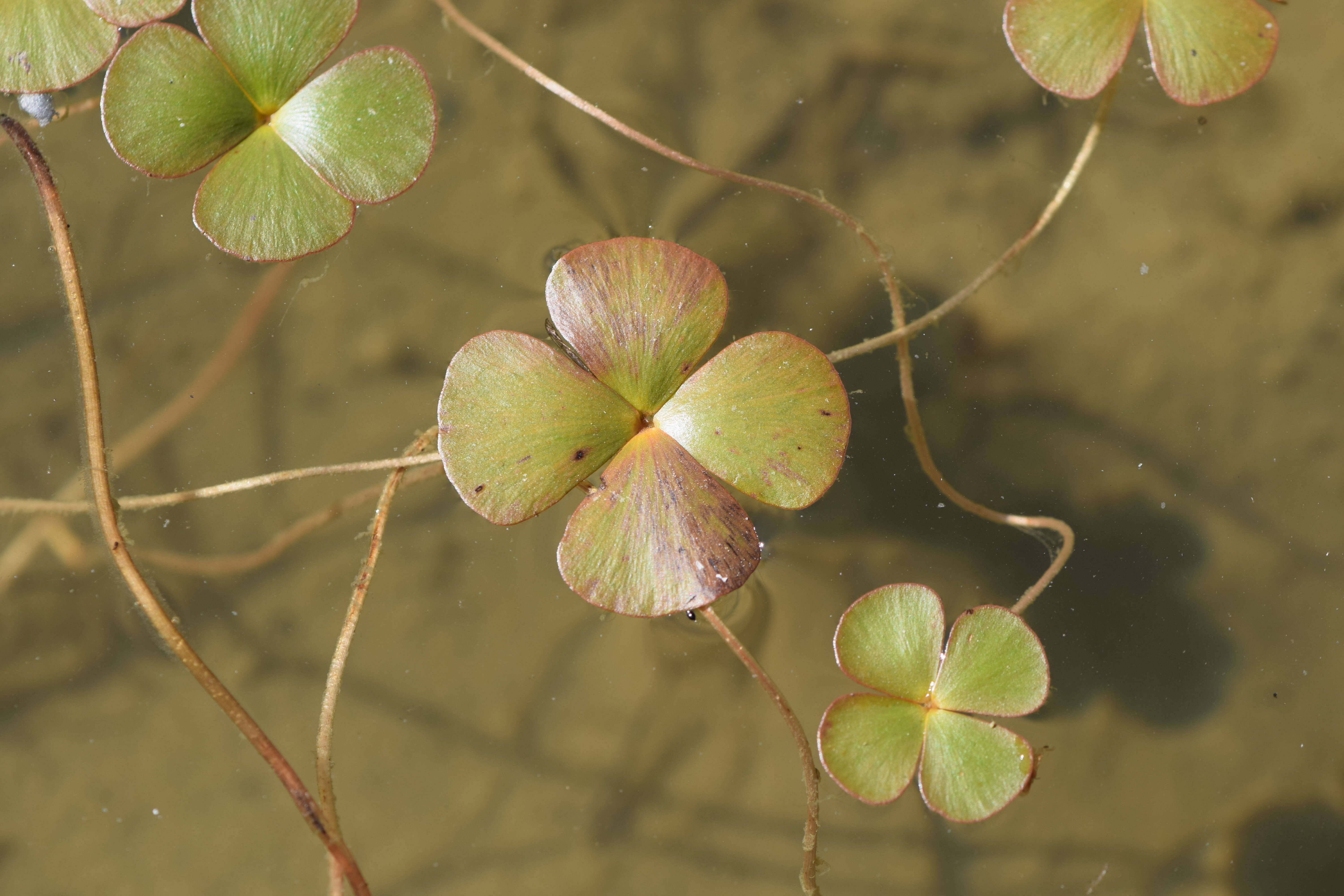 Plancia ëd Marsilea quadrifolia L.