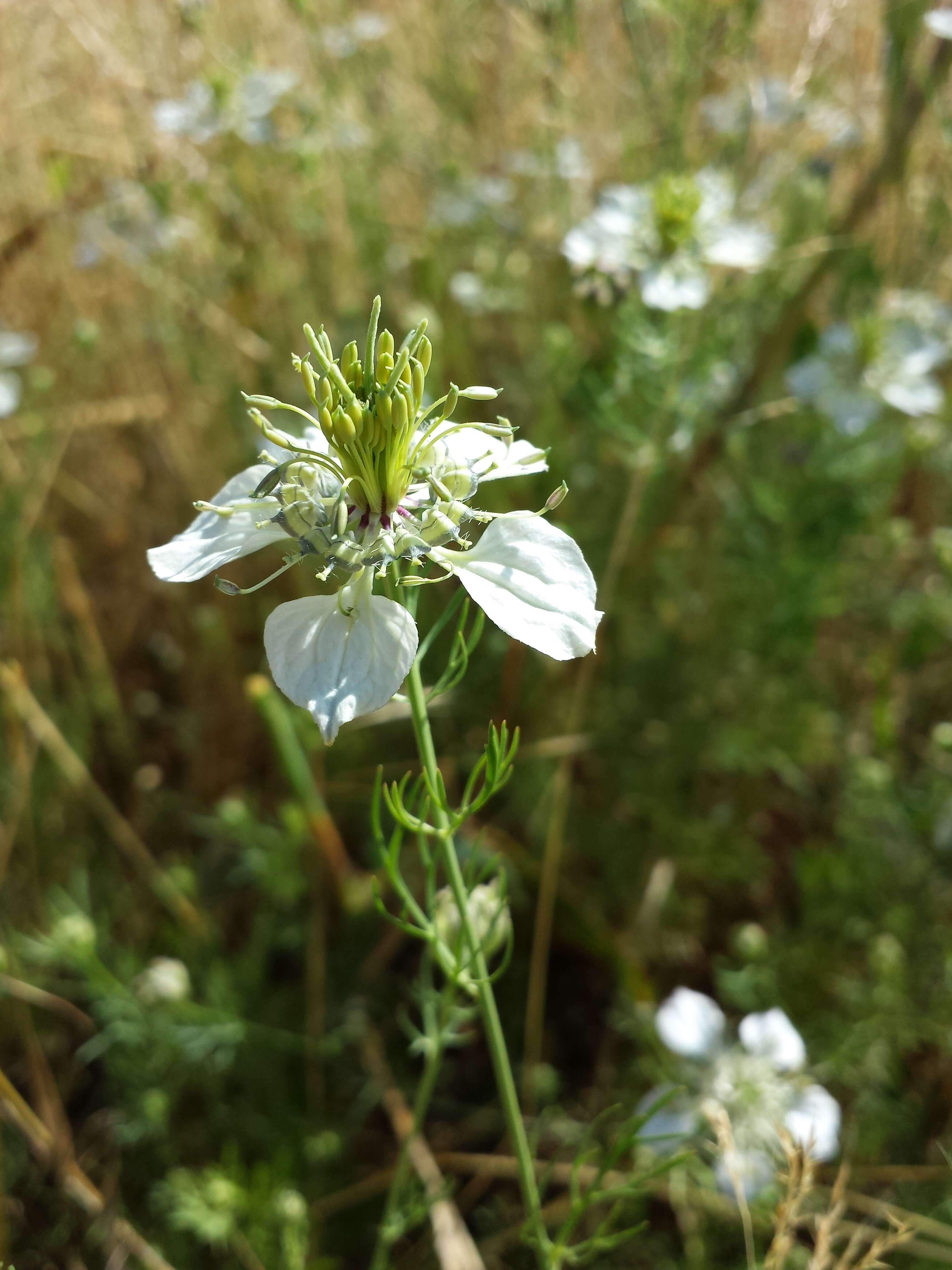 Nigella arvensis L. resmi