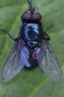 Image of Eudasyphora cyanicolor (Zetterstedt 1845)