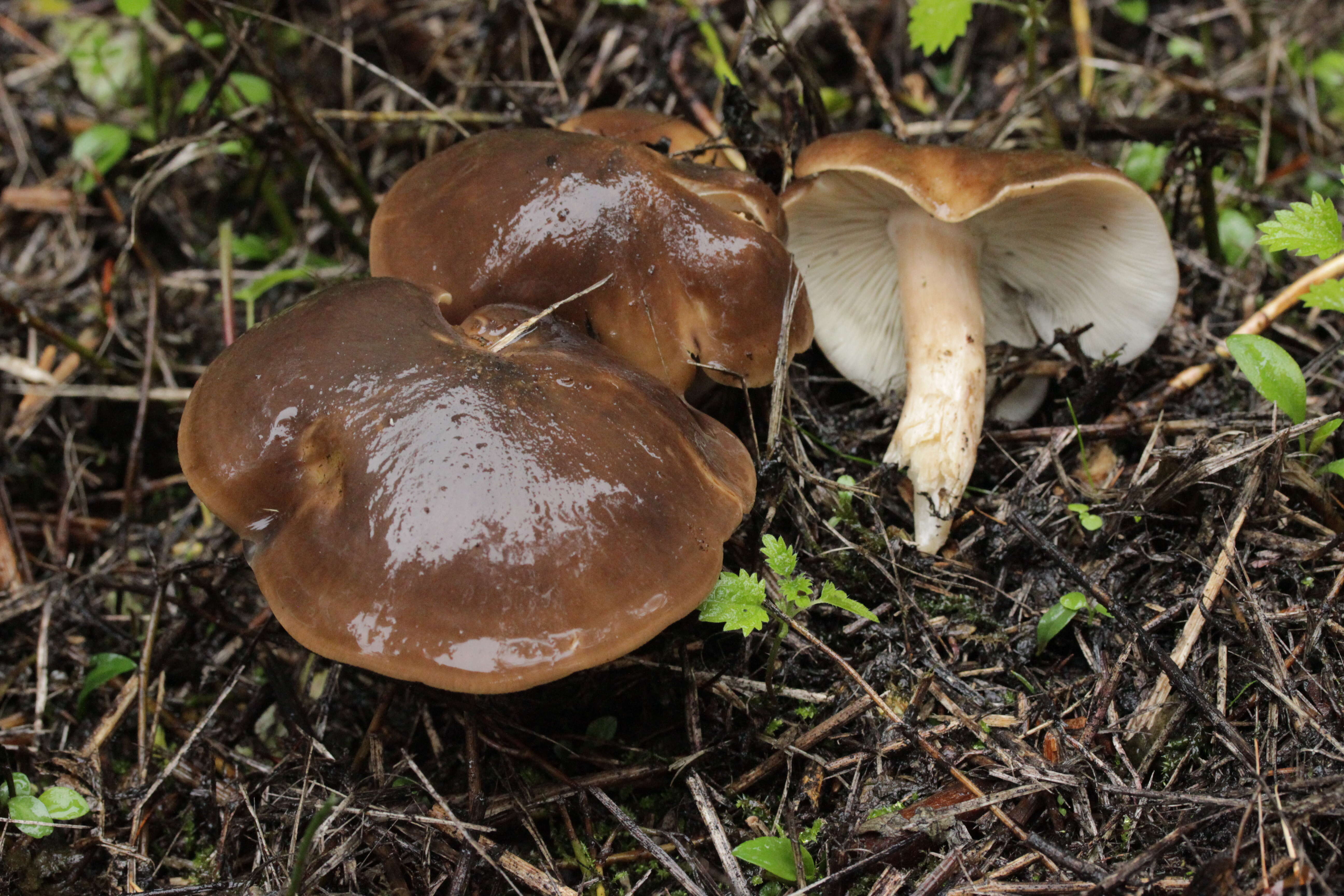 Image of Lyophyllum decastes (Fr.) Singer 1951