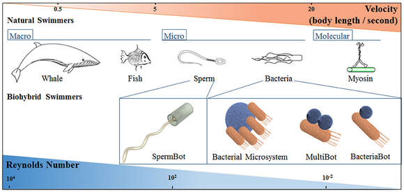 Image of Bacteria