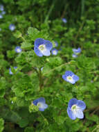 Image of birdeye speedwell