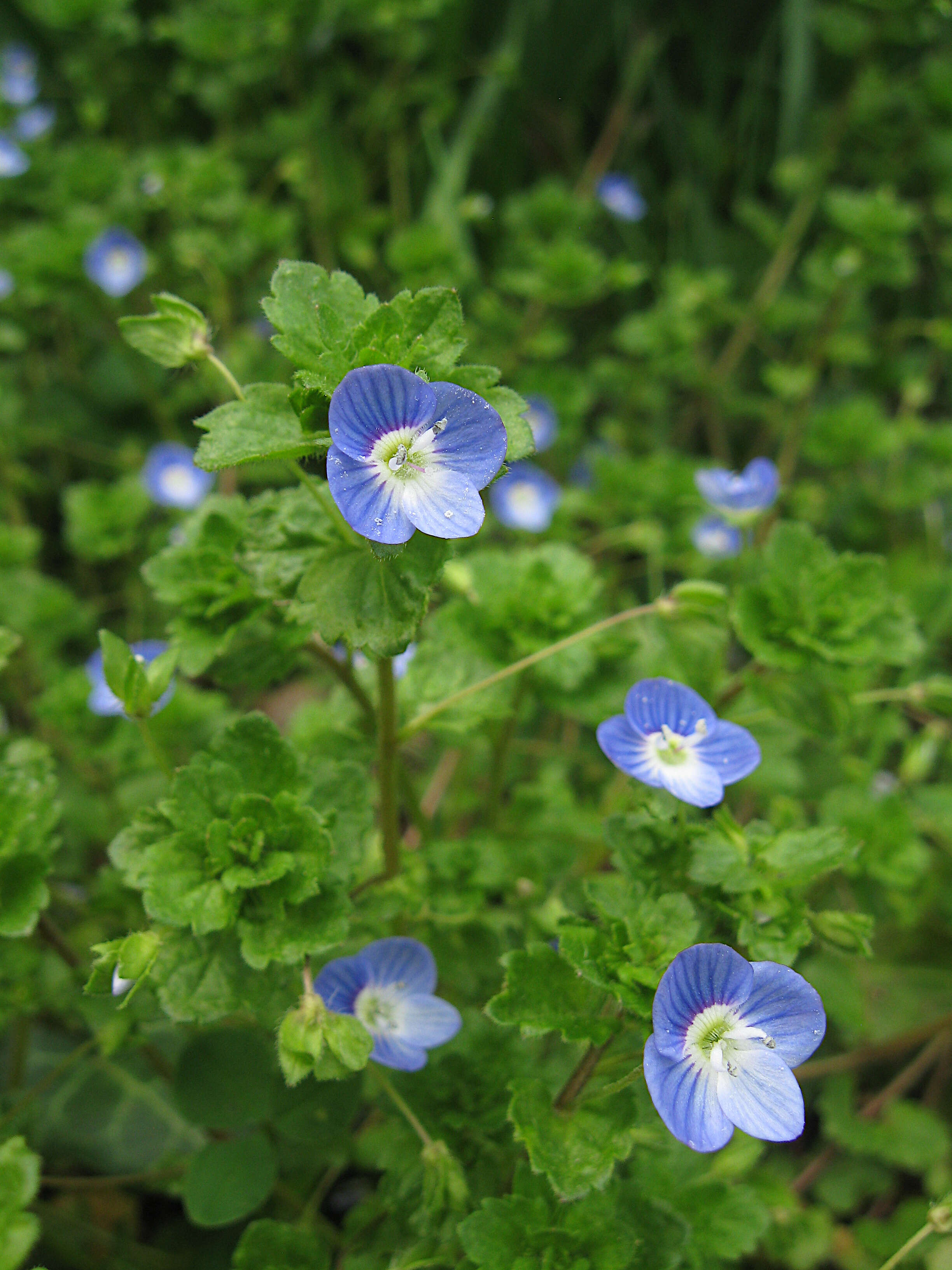 Image of birdeye speedwell