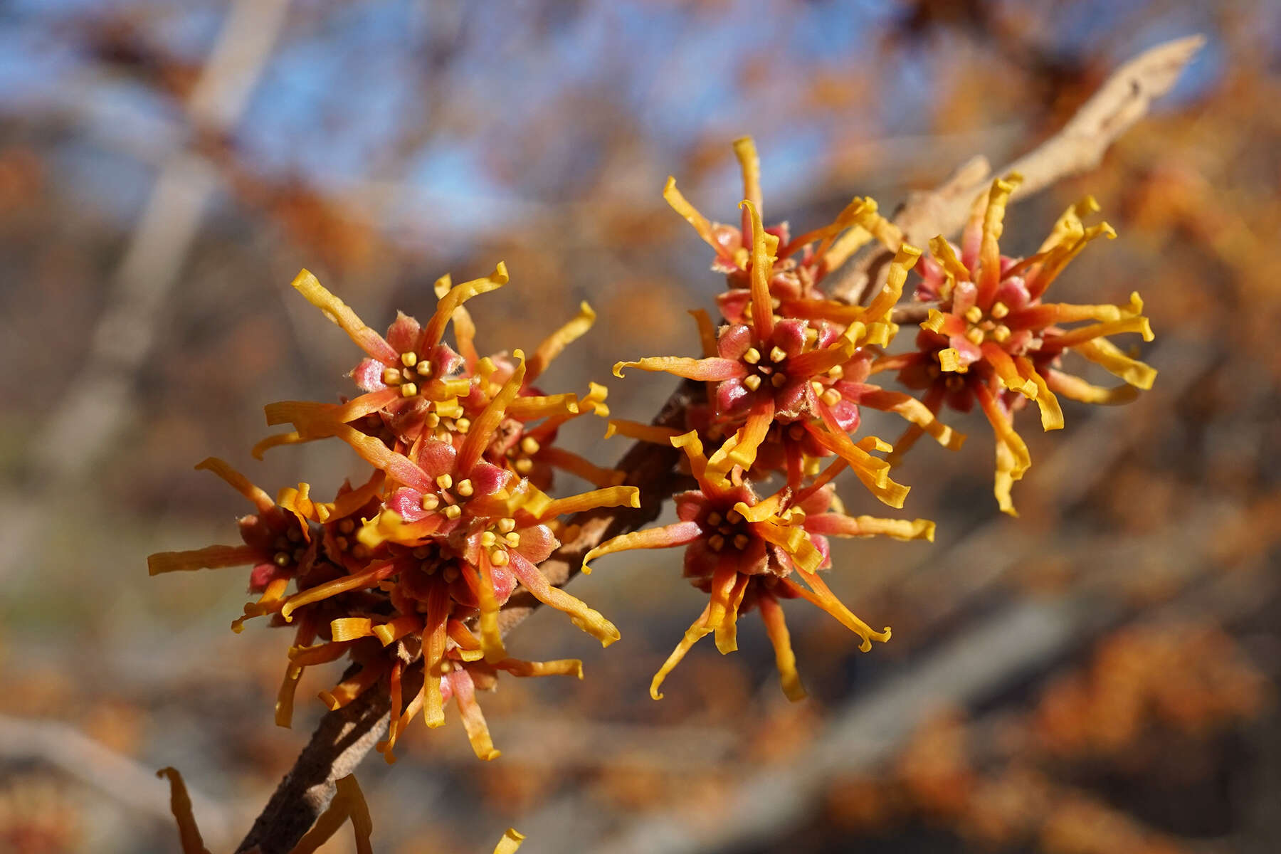 Imagem de Hamamelis vernalis Sarg.