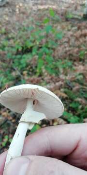 Image of False deathcap