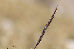 Image of alpine fescue