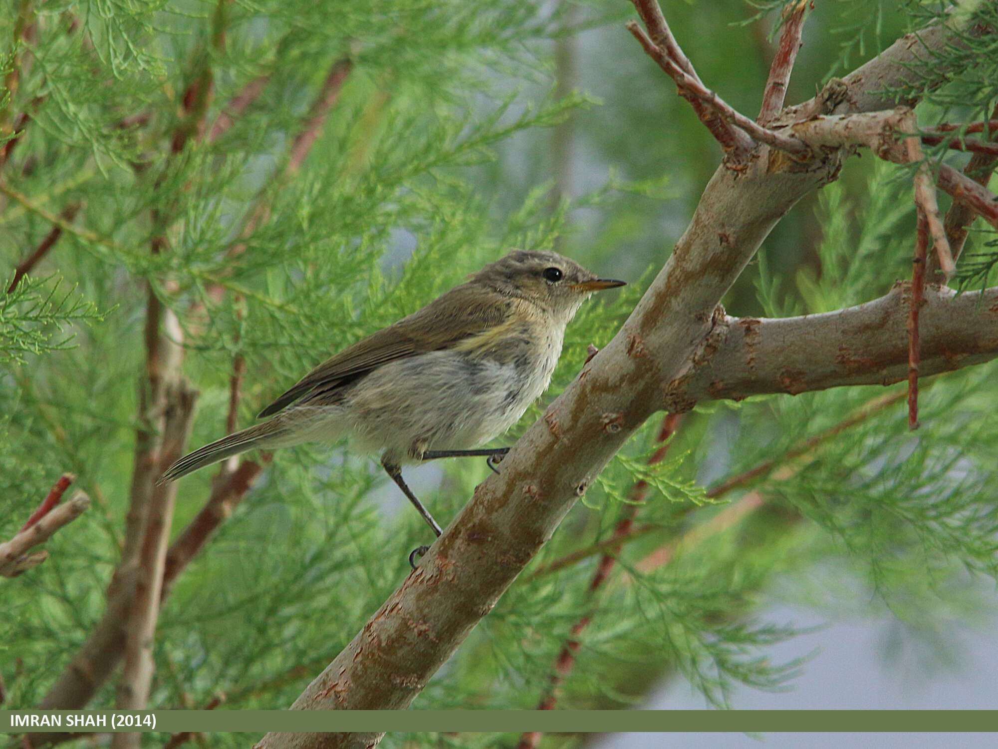 Image of Siberian Chiffchaff