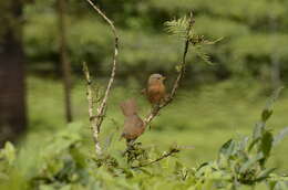 Image of Rufous Babbler