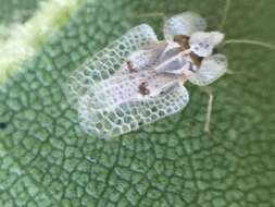 Image of Sycamore Lace Bug