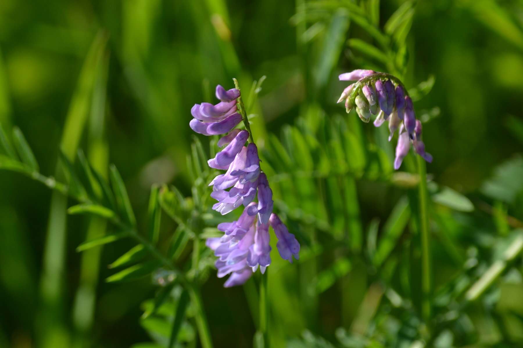 Image of bird vetch