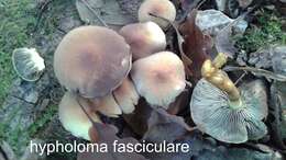 Imagem de Hypholoma fasciculare (Huds.) P. Kumm. 1871