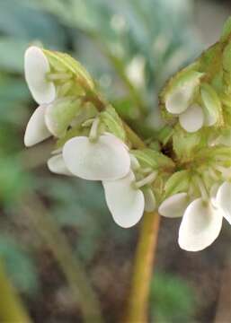 Image of Begonia carolineifolia Regel